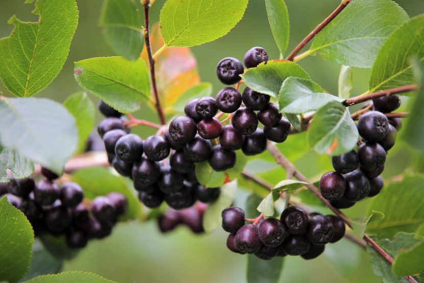 Aronia czarna, aronia czarnoowocowa (Aronia melanocarpa)