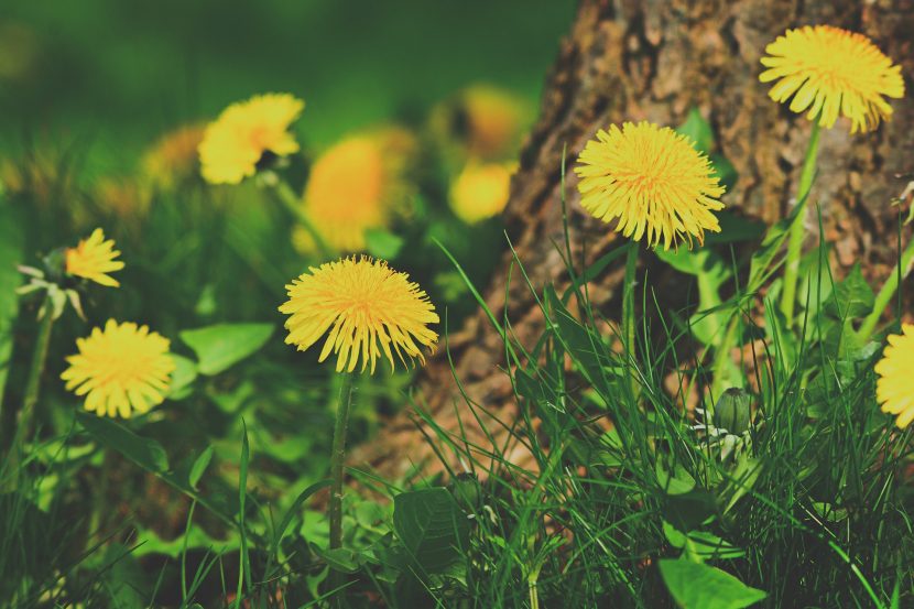 Mniszek lekarski (taraxacum officinale)