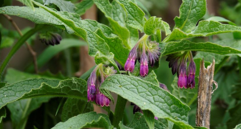 Żywokost lekarski (Symphytum officinale)