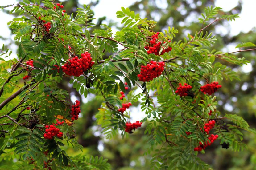 Jarząb pospolity (Sorbus aucuparia)