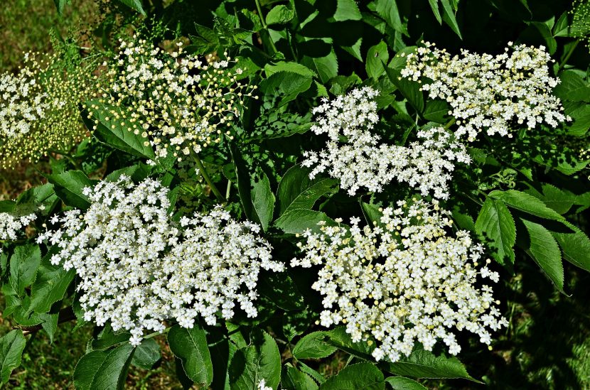 Bez czarny (Sambucus Nigra)