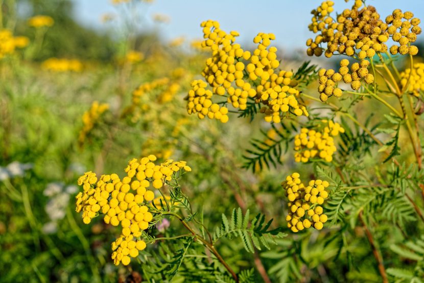 Wrotycz pospolity (Tanacetum vulgare)