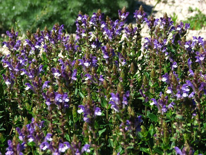 Tarczyca bajkalska       (Scutellaria baicalensis)