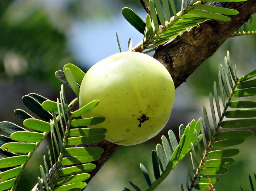 Amla (Emblica officinalis)