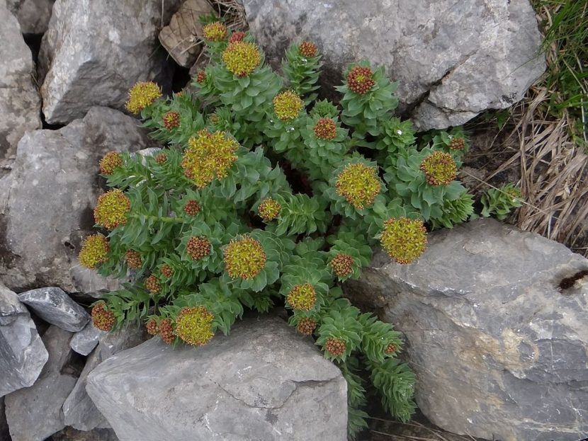 Różeniec górski (Rhodiola resea)