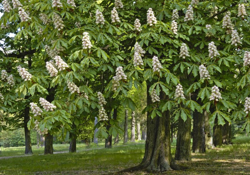 Kasztanowiec zwyczajny – Aesculus hippocastanum