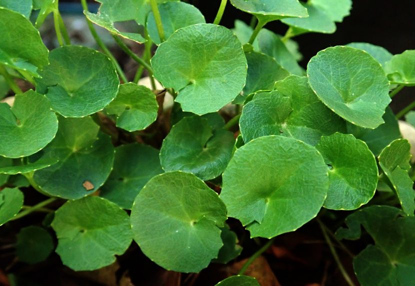 Gotu kola – Wąkrotka azjatycka (Hydrocotyle asiatica)