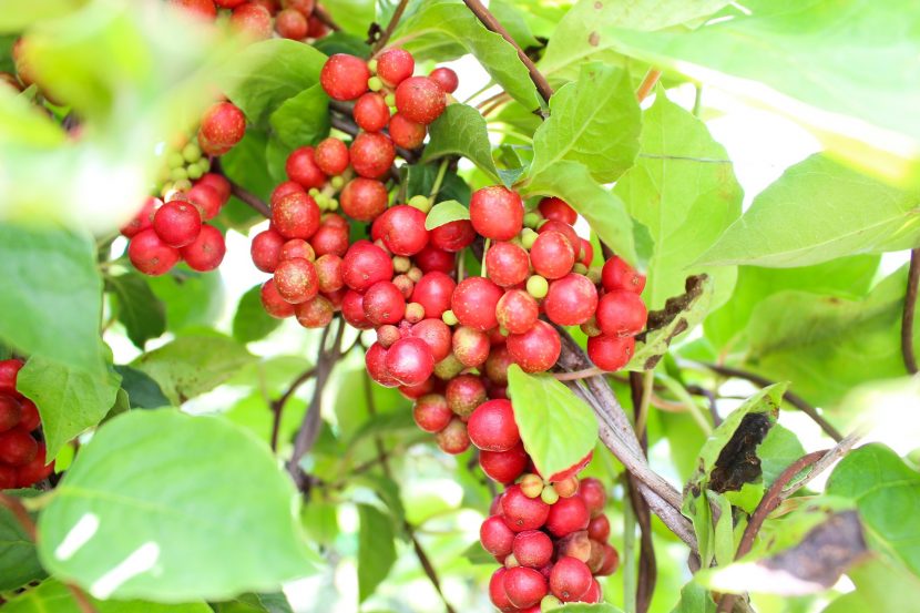 Cytryniec chiński (Schizandra chinensis)