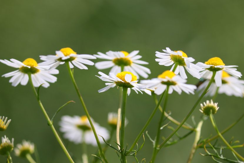 Rumianek pospolity (Matricaria chamomilia)