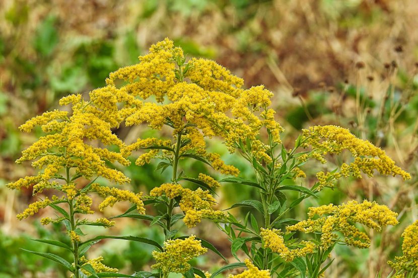 Nawłoć pospolita (Solidago virgarurea)