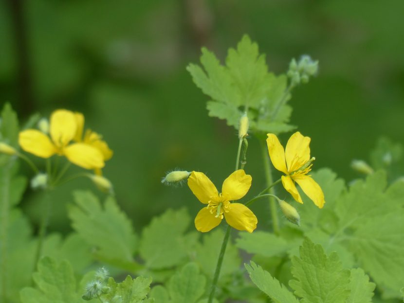 Glistnik – jaskółcze ziele (Chelidonium majus)