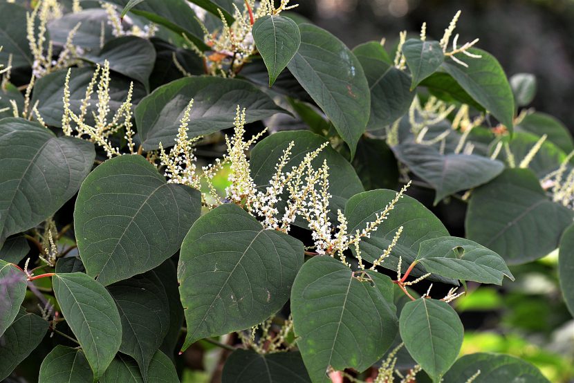 Rdestowiec japoński – rdest ostrokończysty (Reynoutria japonica)