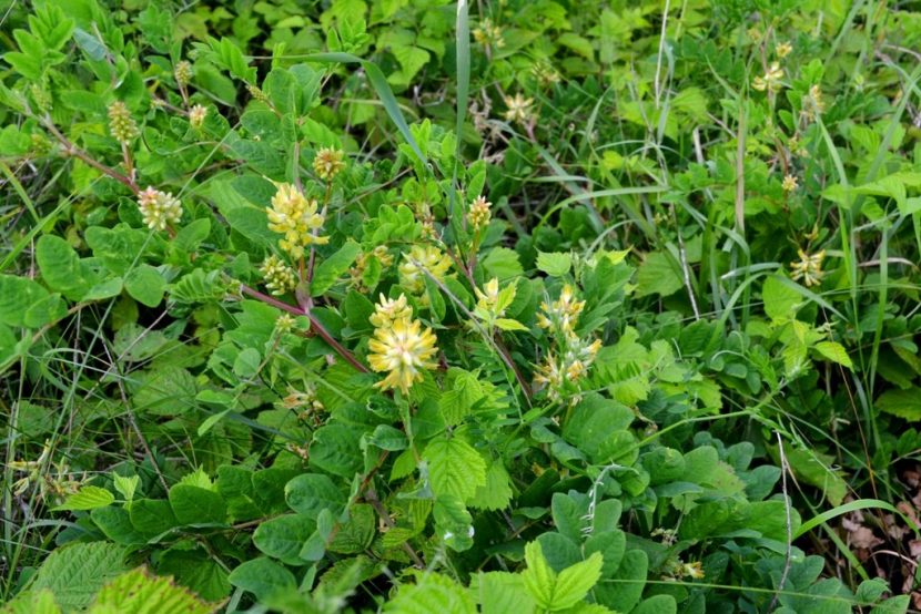 Traganek błoniasty (Astragalus propinquus)