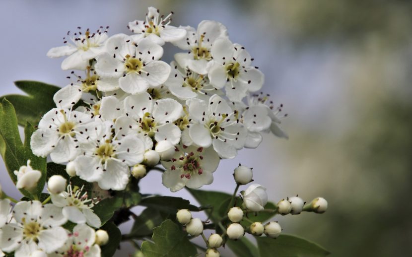 Głóg (Crataegus)