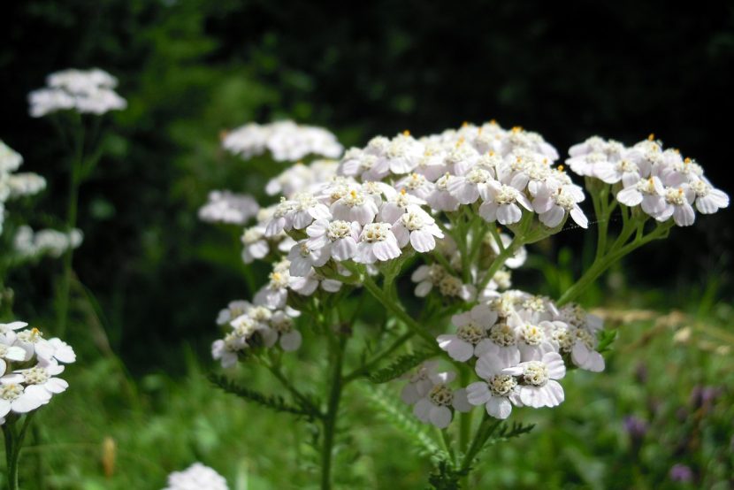 Krwawnik pospolity (Achillea millefiloum)