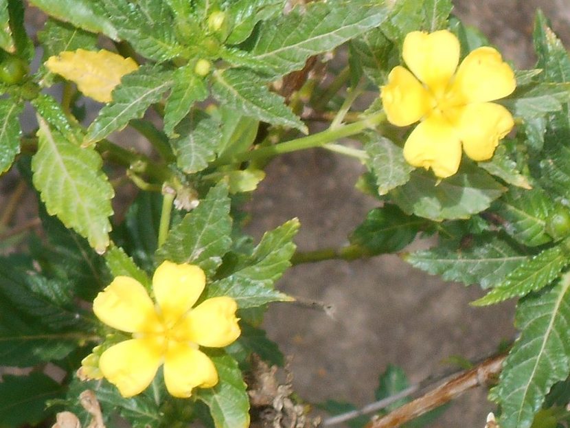 Ziele damiana – Turnera rozpierzchła (Turnera diffusa)