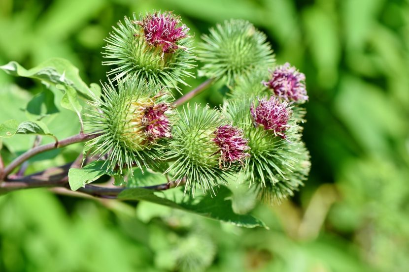 Łopian większy (Arctium lappa)