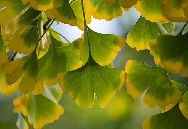 Miłorząb japoński, dwulistny, dwuklapowy ( Ginkgo biloba)