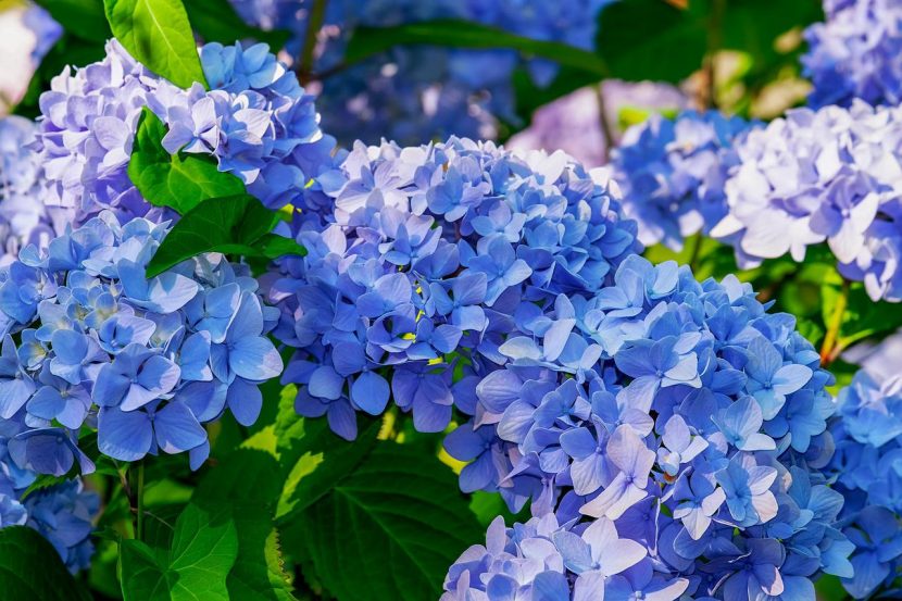 Hortensja krzewiasta (Hydrangea arborescens)