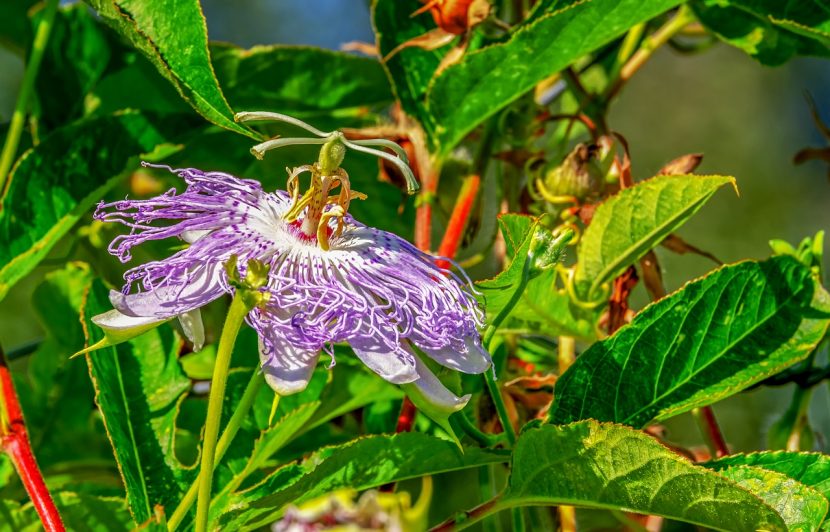 Męczennica cielista (Passiflora incarnata)