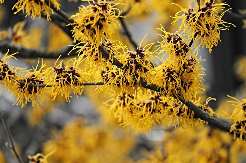 Oczar wirgnijski (Hamamelis Virginiana)