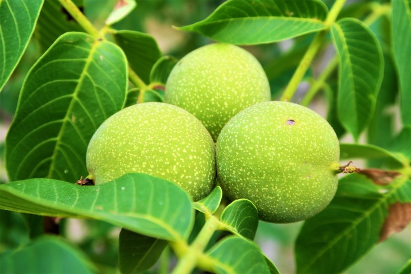 Orzech włoski (Juglans regia)