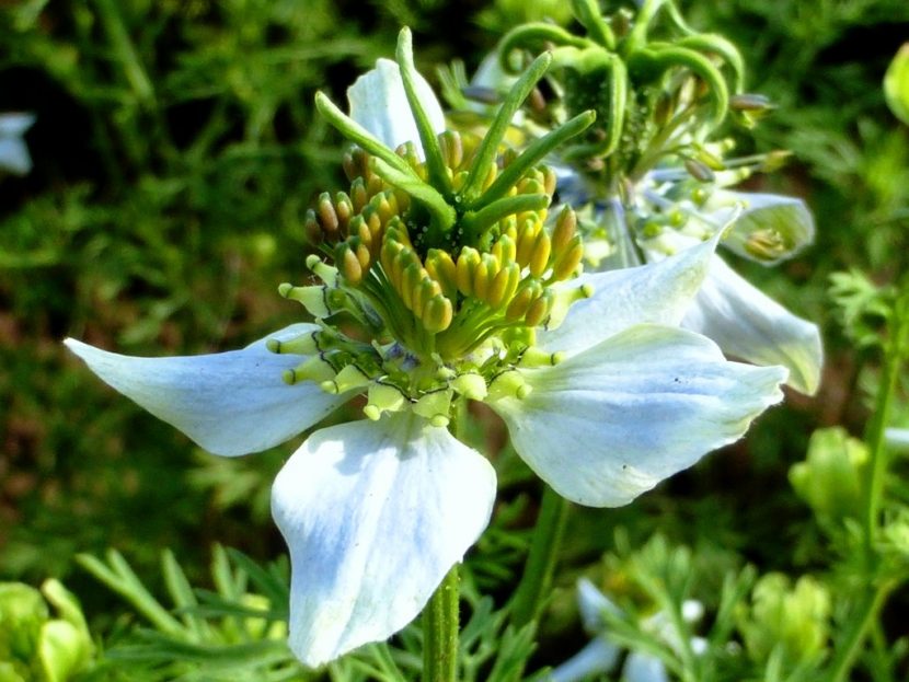 CZARNUSZKA SIEWNA (Nigella sativa)