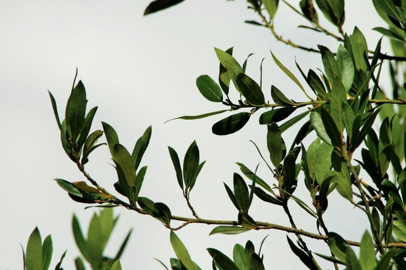 Wawrzyn szlachetny (Laurus nobilis) – liść laurowy (Folium Lauri)