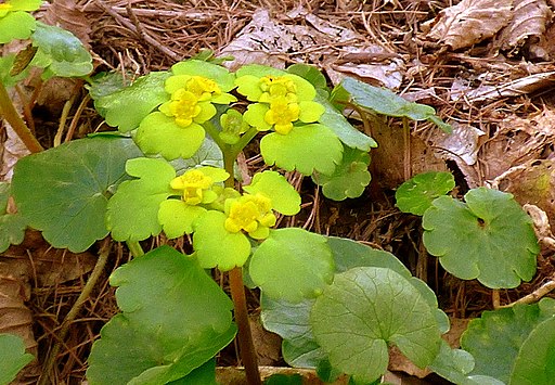 Śledziennica skrętolistna (Chrysosplenium alternifolium)