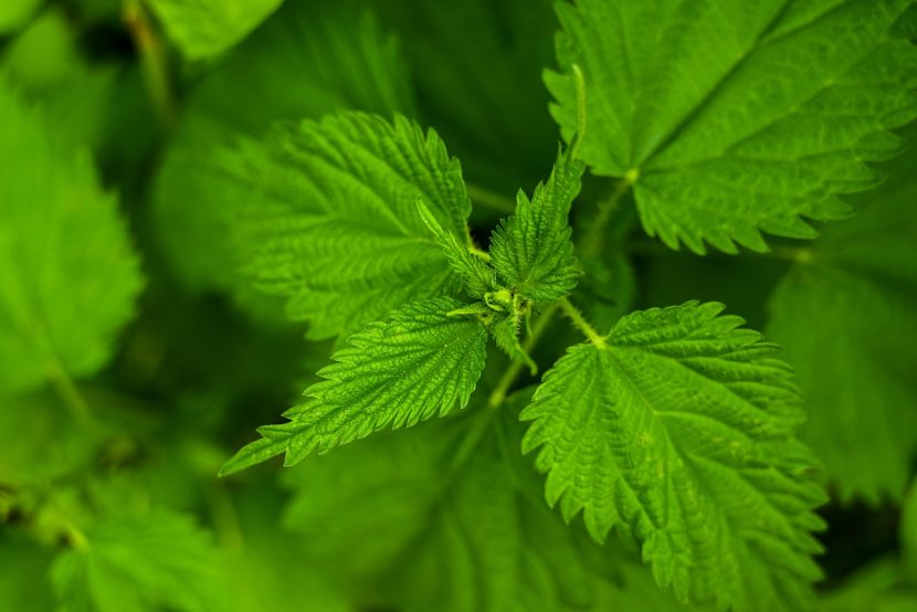 Pokrzywa zwyczajna (Urtica dioica)