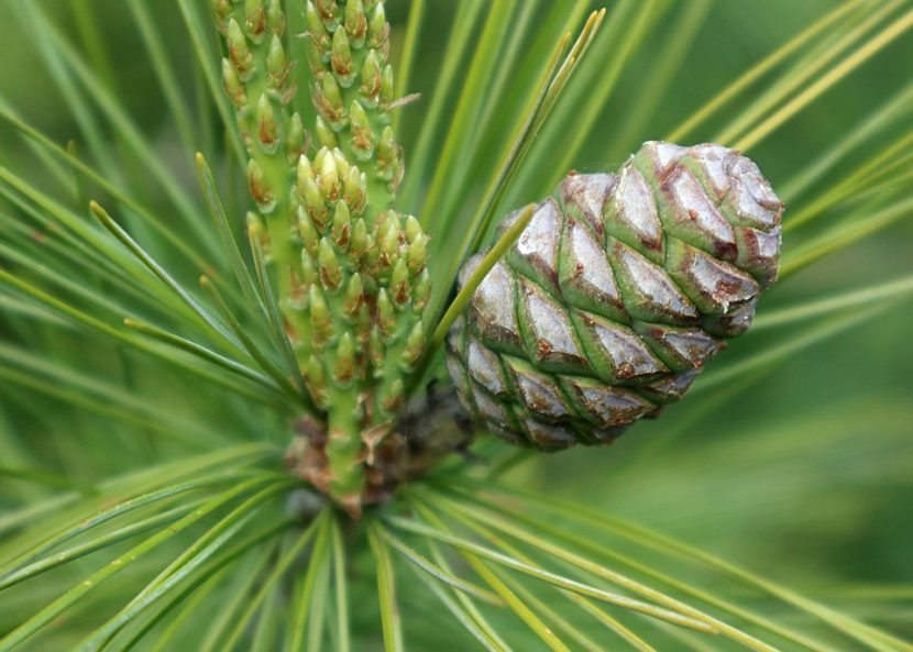 Sosna zwyczajna s. pospolita (pinus silvestris)