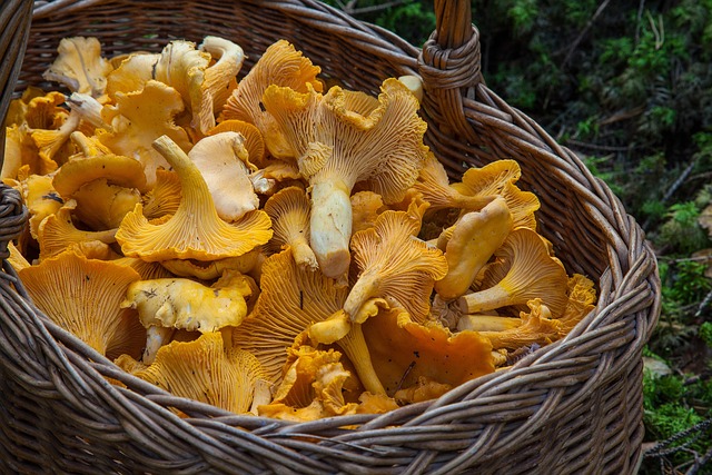 Pieprznik jadalny / kurka (Cantharellus cibarius)