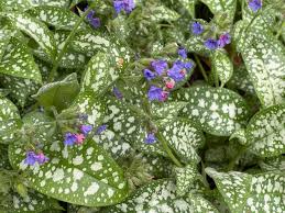 MIODUNKA PLAMISTA (Pulmonaria officinalis)